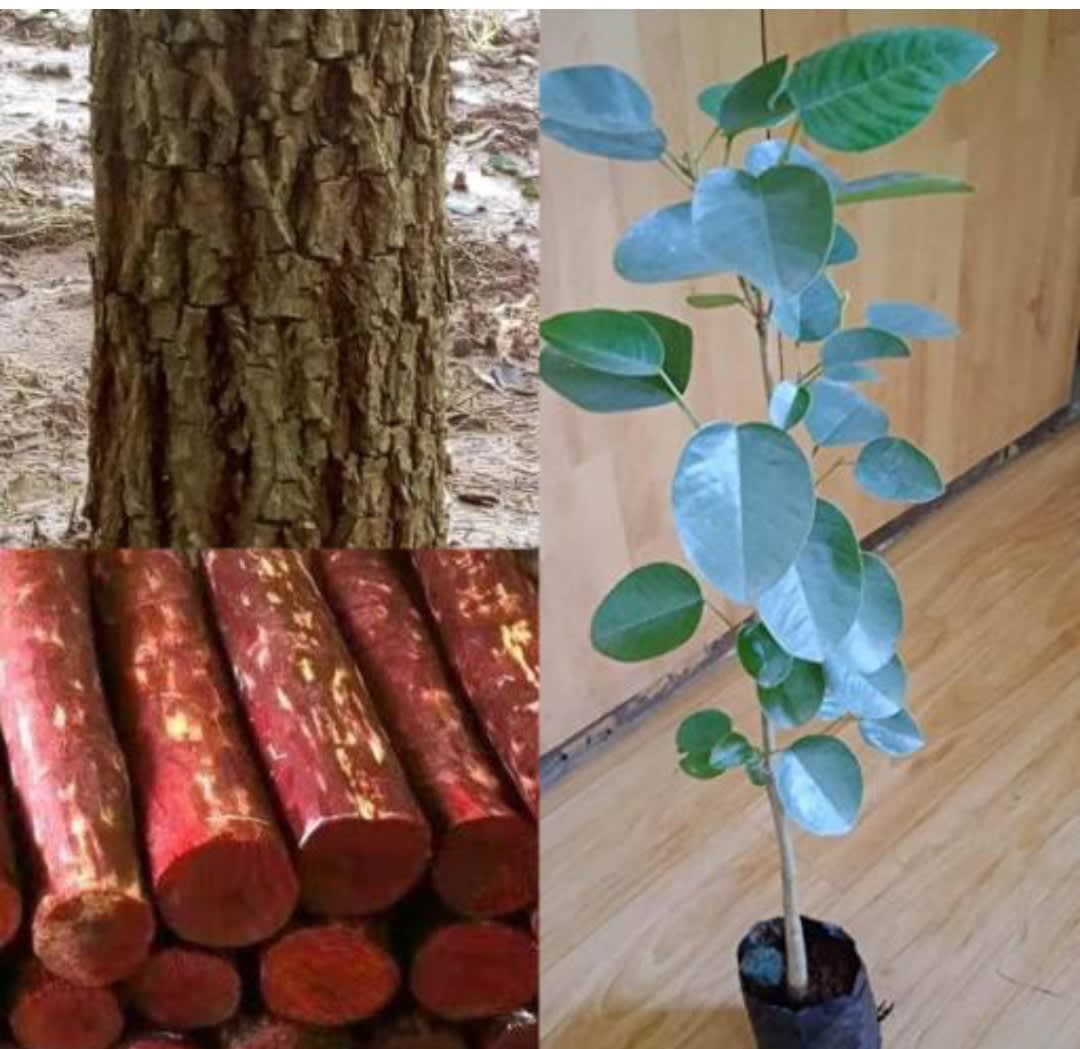 Rare Red Sandalwood plant | Lal Chandan Plant