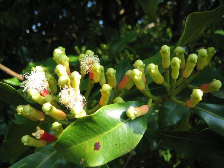 Clove Plant | Labango Plant (Pack Of 1)
