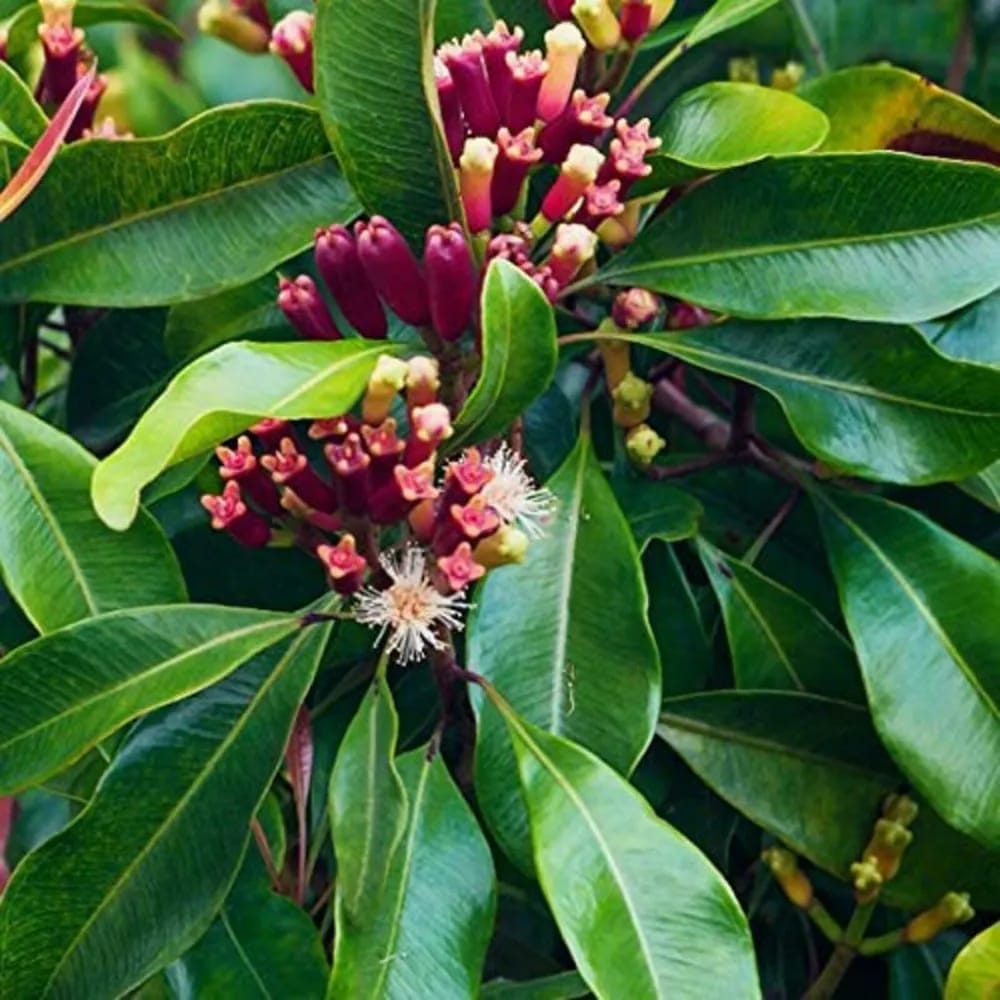 Clove Plant | Labango Plant (Pack Of 1)