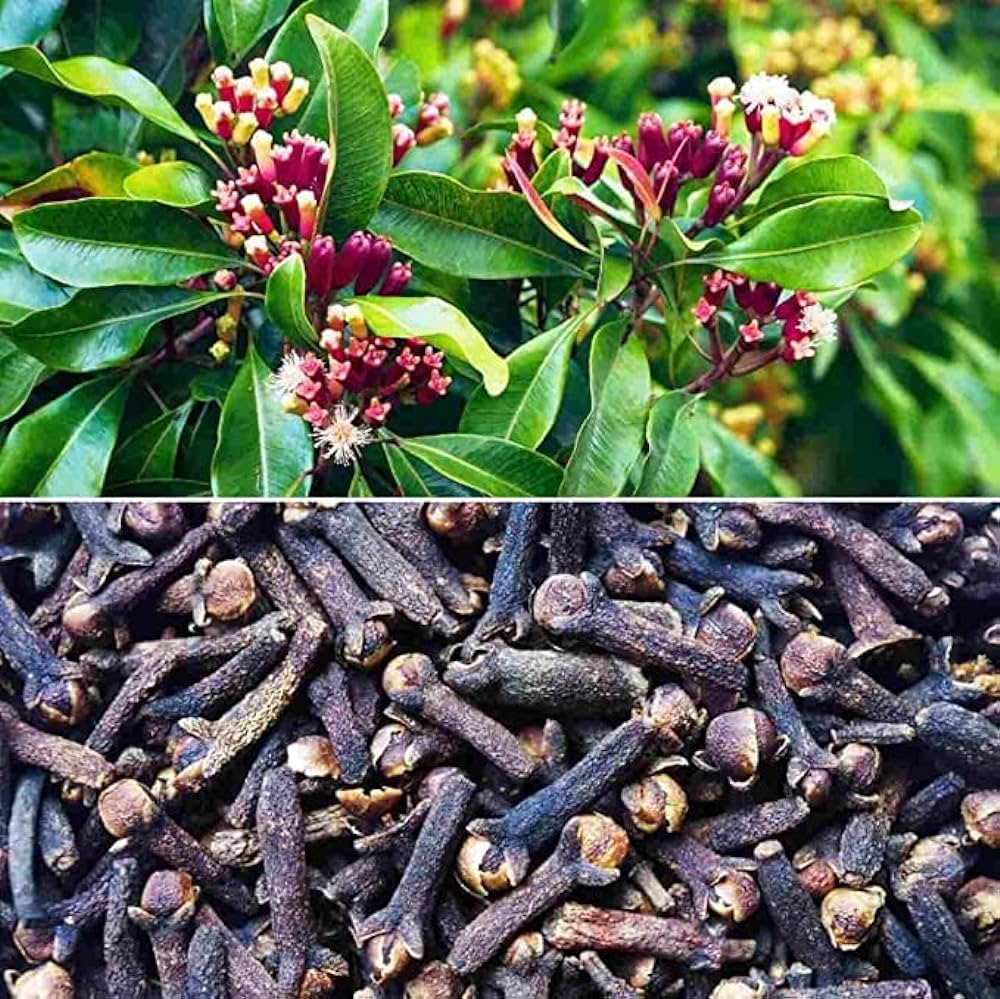Clove Plant | Labango Plant (Pack Of 1)