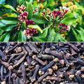 Clove Plant | Labango Plant (Pack Of 1)