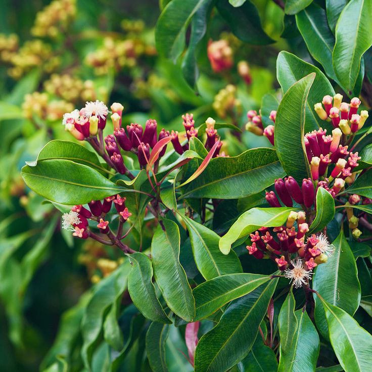 Clove Plant | Labango Plant (Pack Of 1)