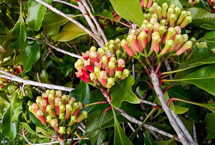 Clove Plant | Labango Plant (Pack Of 1)