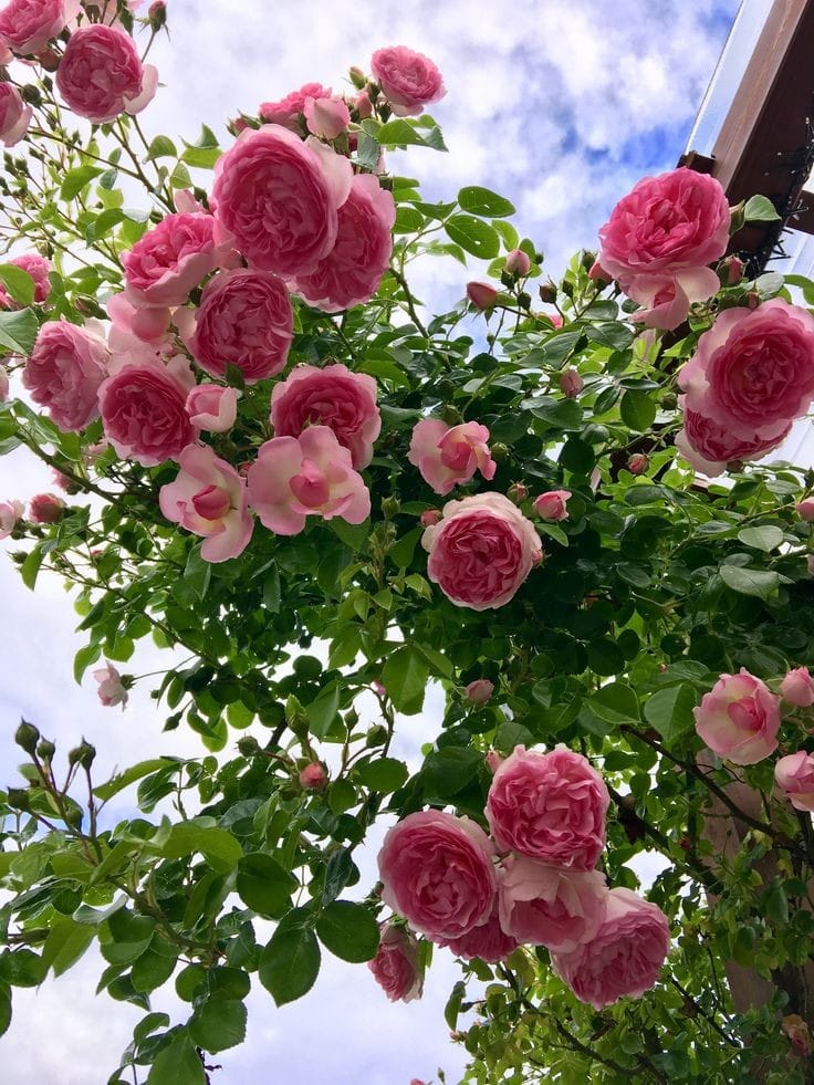 Hybrid Rose Flower Plant | Dwarf and Hybrid Plants