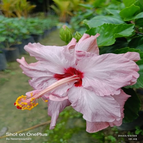 Hybrid Hibiscus Flower Plant | Dwarf and Hybrid Plants