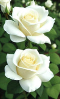 Hybrid Rose Flower Plant | Dwarf and Hybrid Plants