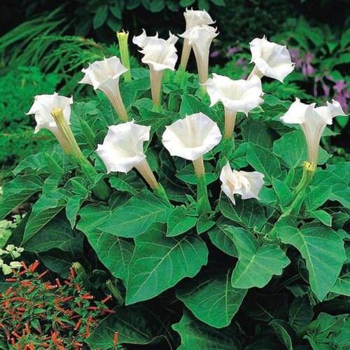 White Dhutura Flower Plant | Dwarf and Hybrid Plants