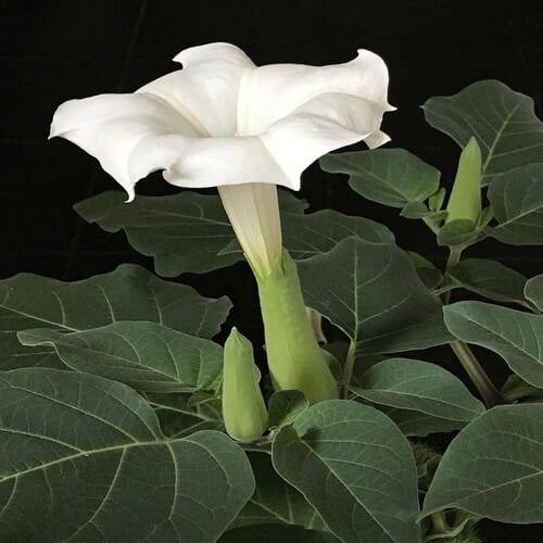White Dhutura Flower Plant | Dwarf and Hybrid Plants
