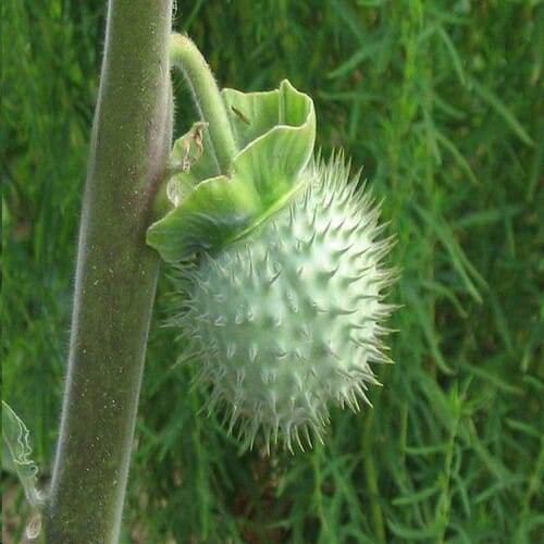 White Dhutura Flower Plant | Dwarf and Hybrid Plants