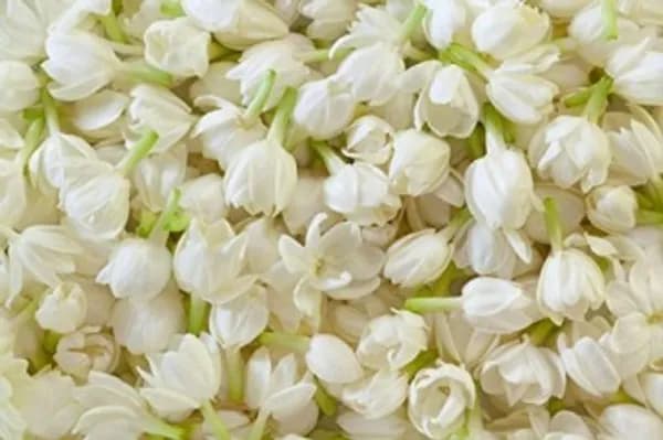 FRAGRANCE JUI FUL PLANT