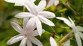 FRAGRANCE JUI FUL PLANT