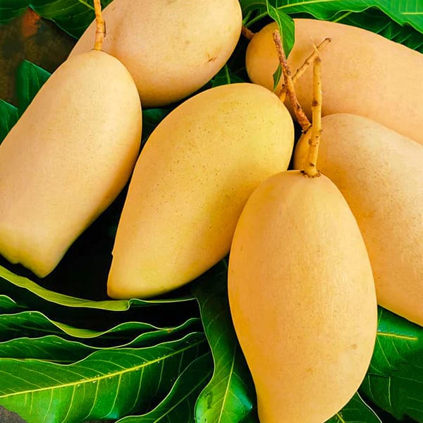 Nam Doc Mai White | Dwarf and Hybrid Plants