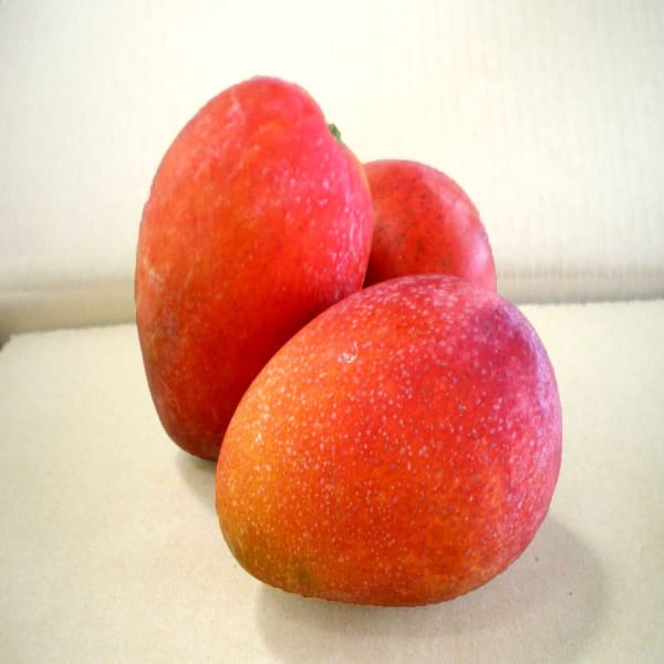 Irwin Purple Mango Plant | Dwarf and Hybrid Plants