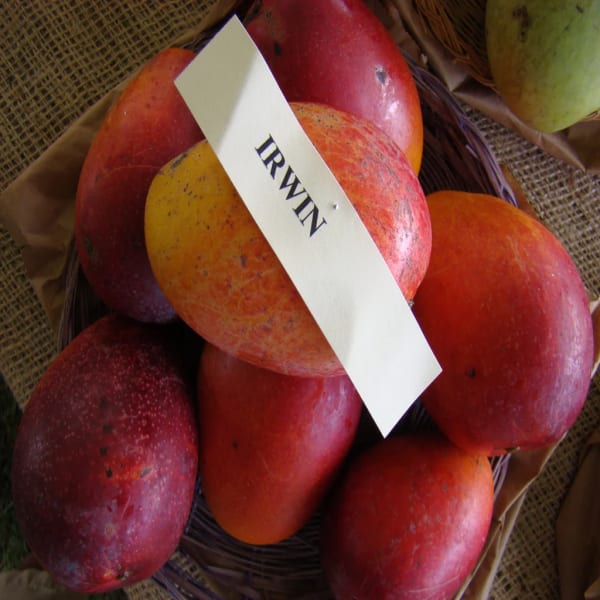 Irwin Purple Mango Plant | Dwarf and Hybrid Plants