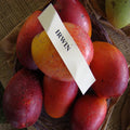 Irwin Purple Mango Plant | Dwarf and Hybrid Plants