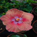 Hybrid Hibiscus Flower Plant | Dwarf and Hybrid Plants