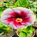 Hybrid Hibiscus Flower Plant | Dwarf and Hybrid Plants