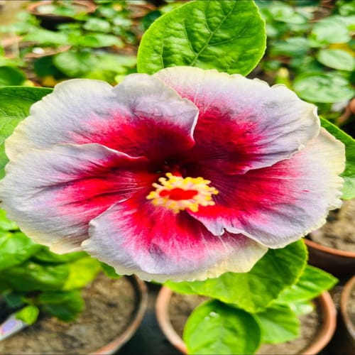 Hybrid Hibiscus Flower Plant | Dwarf and Hybrid Plants