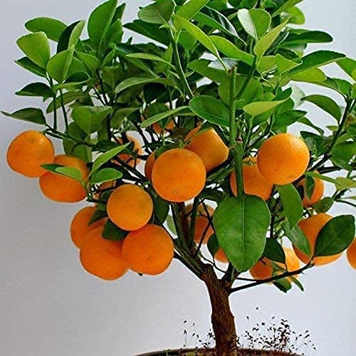Sleet Kamla Orange Plant| Dwarf and Hybrid Plants