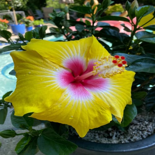 Hybrid Hibiscus Flower Plant | Dwarf and Hybrid Plants