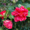 Hybrid Hibiscus Flower Plant | Dwarf and Hybrid Plants