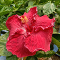 Hybrid Hibiscus Flower Plant | Dwarf and Hybrid Plants