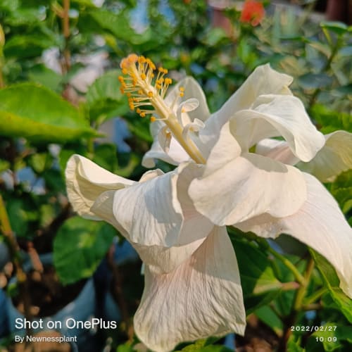 Hybrid Hibiscus Flower Plant | Dwarf and Hybrid Plants