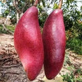 King Of Chakapat Mango Plant | Dwarf and Hybrid Plants