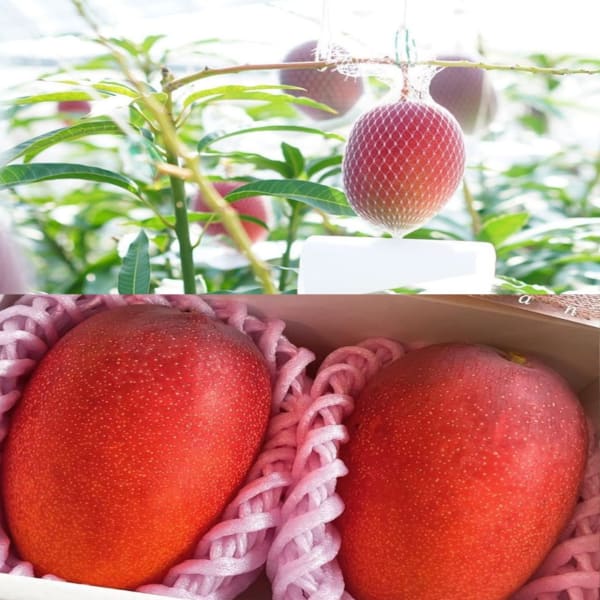 Miyazaki Mango Plant | Dwarf and Hybrid Plants