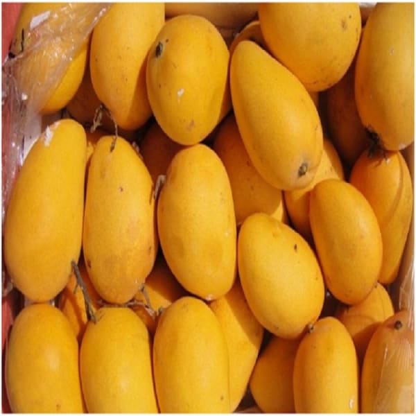 Baganpalli Mango Plant | Dwarf and Hybrid Plants