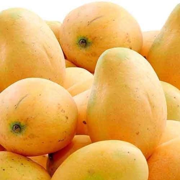 Baganpalli Mango Plant | Dwarf and Hybrid Plants