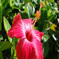 Hybrid Hibiscus Flower Plant | Dwarf and Hybrid Plants