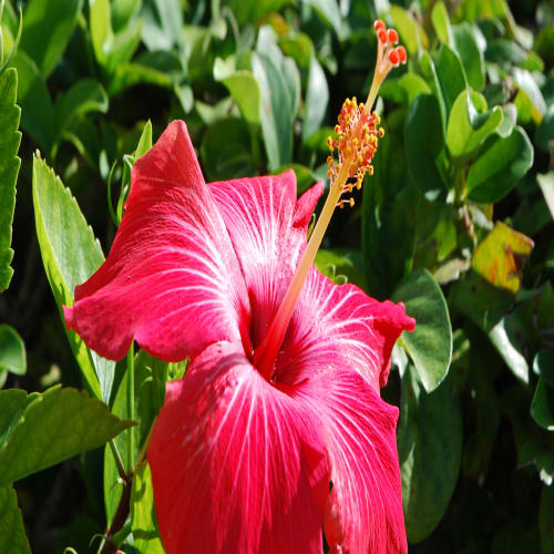 Hybrid Hibiscus Flower Plant | Dwarf and Hybrid Plants