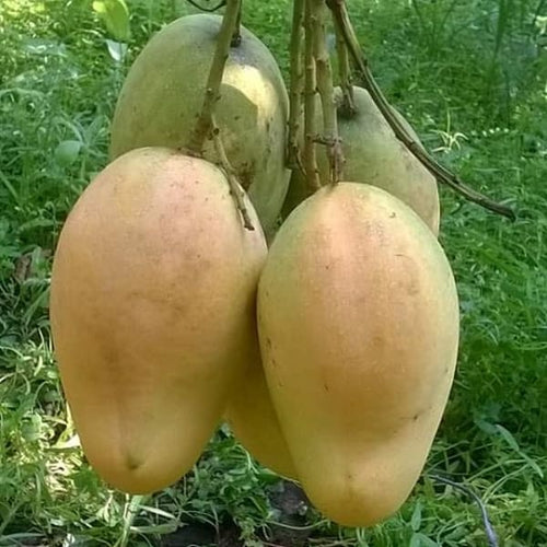 All Season Sweet Bari-11 Mango Plant| Dwarf and Hybrid Plants