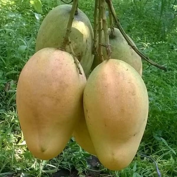 All Season Sweet Bari-11 Mango Plant| Dwarf and Hybrid Plants