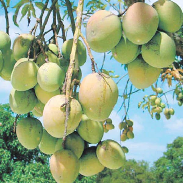 All Season Sweet Bari-11 Mango Plant| Dwarf and Hybrid Plants