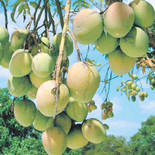 All Season Sweet Bari-11 Mango Plant| Dwarf and Hybrid Plants