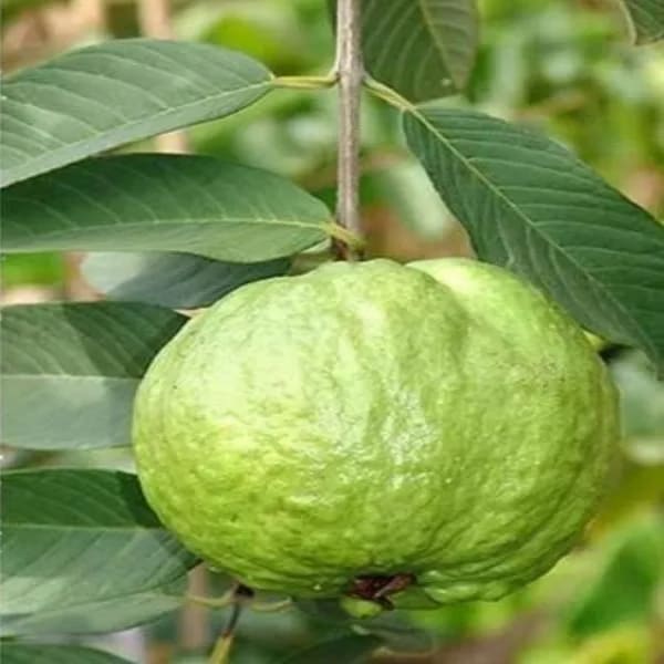 Thai-5 Guava Plant| Dwarf and Hybrid Plants