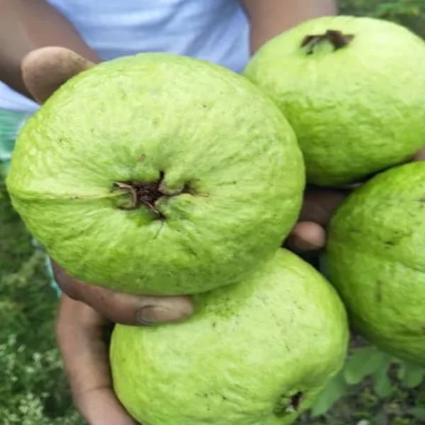 Thai-5 Guava Plant| Dwarf and Hybrid Plants