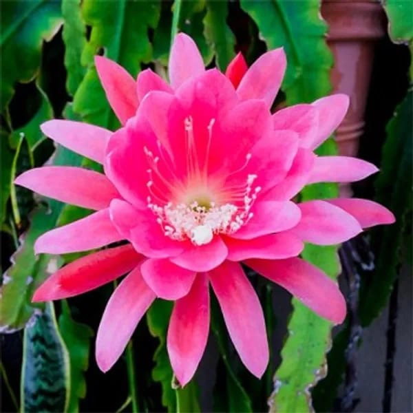 BRAMHA KAMAL PINK