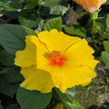 Hybrid Hibiscus Flower Plant | Dwarf and Hybrid Plants