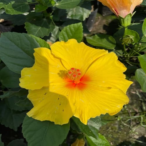 Hybrid Hibiscus Flower Plant | Dwarf and Hybrid Plants