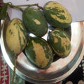 Variegated Mango Plant | Dwarf and Hybrid Plants