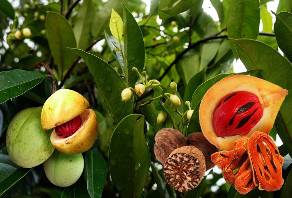 JAYAPHAL AND JATIPHAL -SPICES-PLANTS | Dwarf and Hybrid Plants