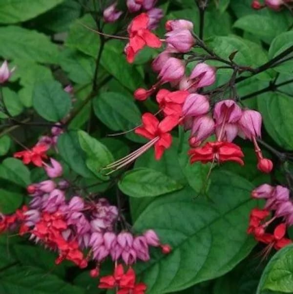 RED BLEEDING HEART PLANT
