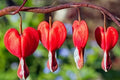 RED BLEEDING HEART PLANT