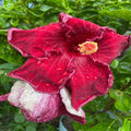 Hybrid Hibiscus Flower Plant | Dwarf and Hybrid Plants
