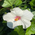 Hybrid Hibiscus Flower Plant | Dwarf and Hybrid Plants