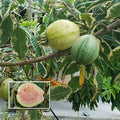 Variegated Guava Plant | Dwarf and Hybrid Plants