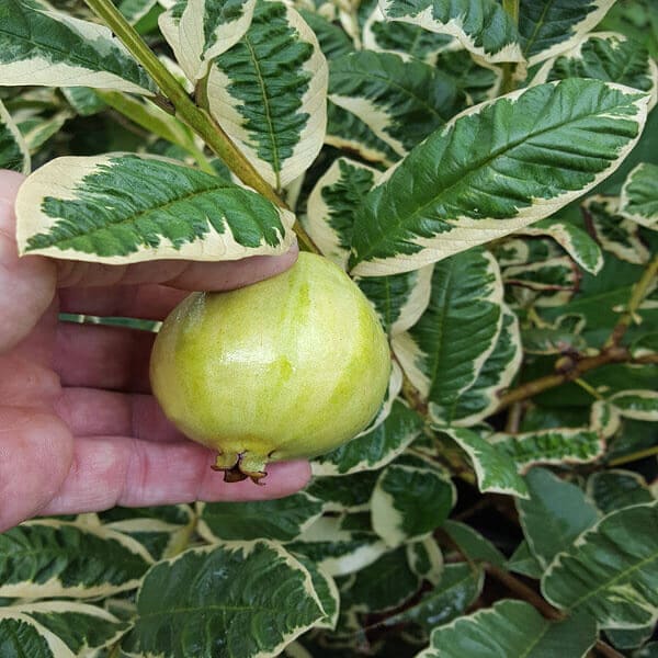Variegated Guava Plant | Dwarf and Hybrid Plants